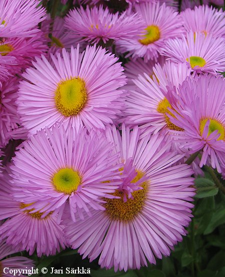 Erigeron Speciosus-Ryhm 'Rosa Juwel', jalokallioinen